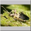 Phyllobius viridicollis - Ruesselkaefer 03 5-6mm.jpg